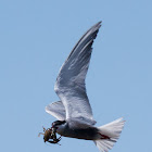 Whiskered Tern; Fumarel Cariblanco