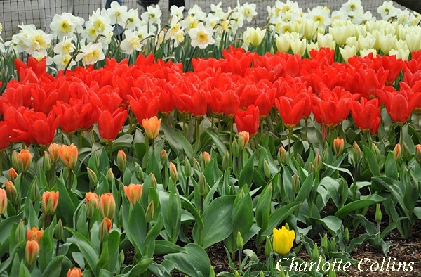 [DSC_0018%255B2%255D%255B4%255D.jpg]