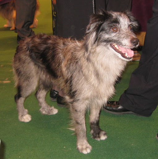 Pyrenean Shepherd