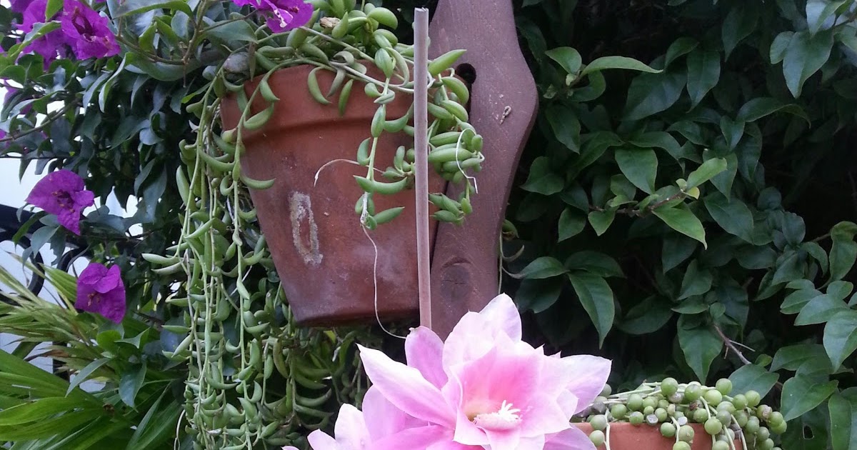 Beautiful Mermaids Epiphyllums aka Cactus Flower