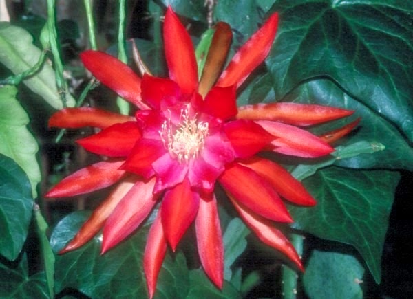 [Epi-Indian-Warrior7.jpg]