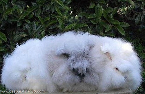 coelho angora peludo desbaratinando (24) coelho angora peludo desbaratinando (24)