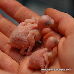 Baby budgies.jpg Baby budgies.jpg