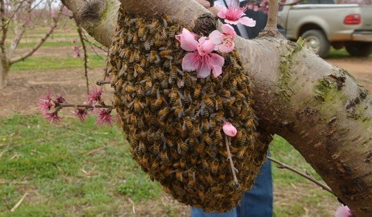 [peach-tree63.jpg]
