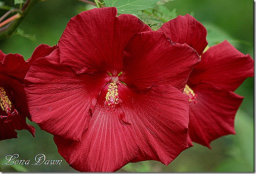 LB2_Hibiscus_Sept