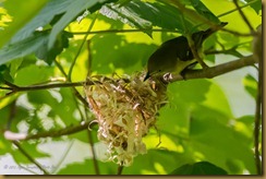 White-eyed Vireo -  Vireo griseus