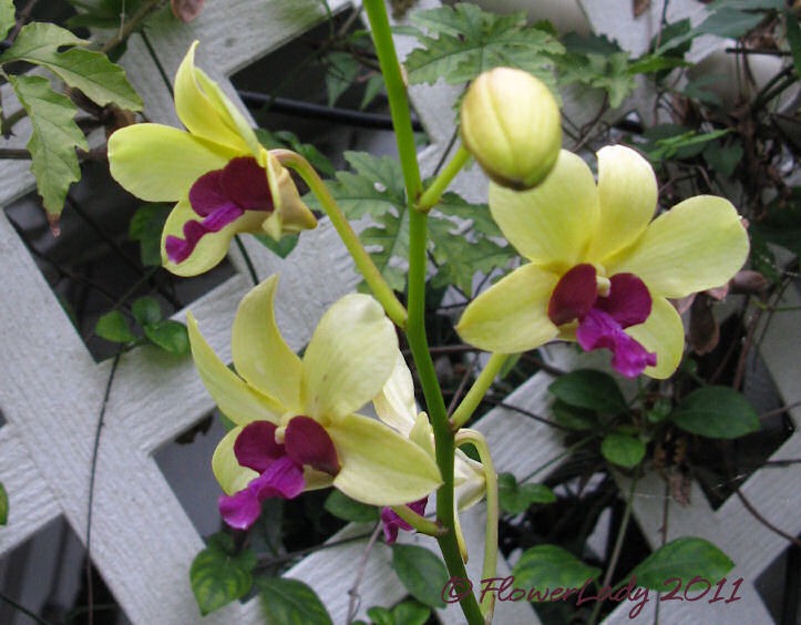 [12-02-unkn-orchid%255B4%255D.jpg]