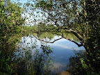 Mangrove swamp