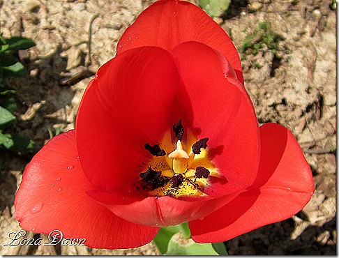 Tulip_First_March21