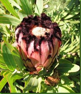Protea neriifolia Protea neriifolia
