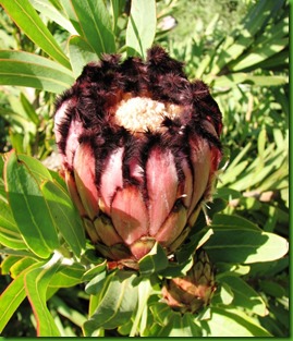 Protea neriifolia