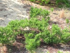 bog bay berry plants