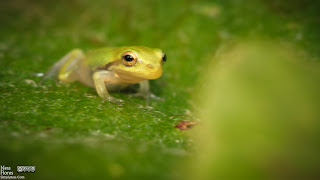 treefrog-8084 treefrog-8084