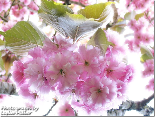 CherryBlossoms CherryBlossoms