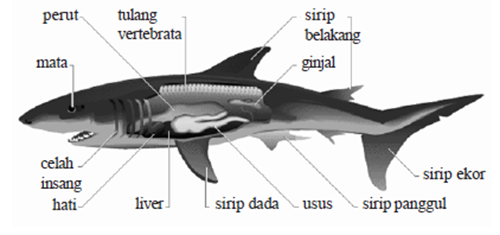 bagian - bagian ikan hiu