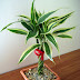Lucky bamboo for good luck!