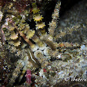 Crown Urchin, Thorn-spined Urchin, Whorl-spined Urchin