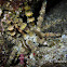Crown Urchin, Thorn-spined Urchin, Whorl-spined Urchin