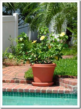 hibiscus
