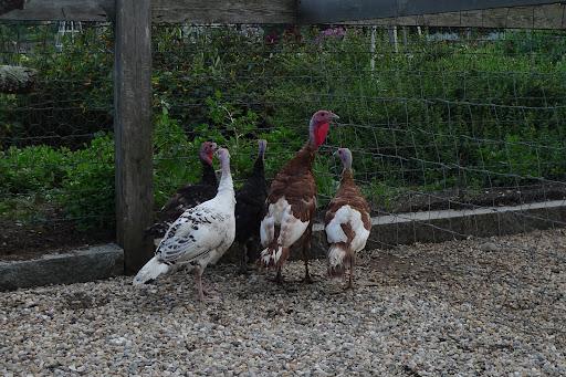 Even the turkeys seem unfriendly.  This isn't going very well, at all.