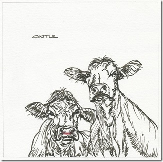 62 cattle