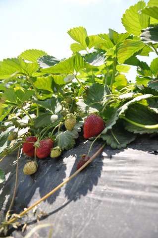 [Strawberry%2520Picking%2520May%25202011%252005%255B2%255D.jpg]