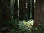 california_sequoia