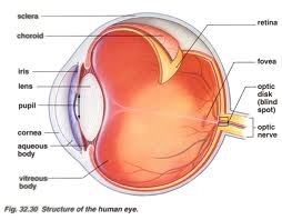 [eyeball%255B2%255D.jpg]