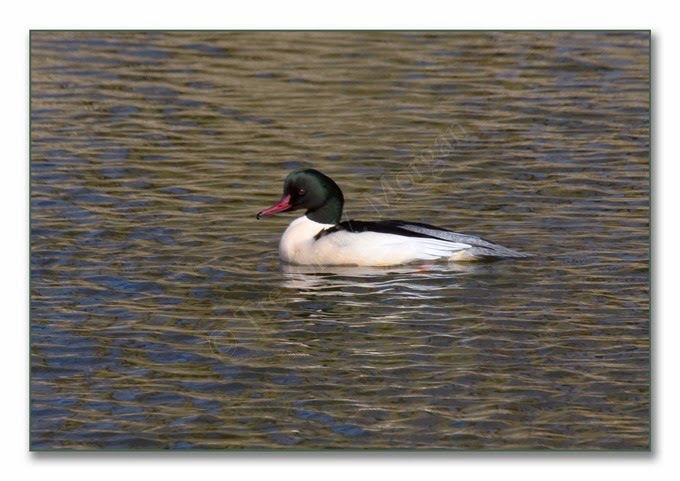 Mimic2  Goosander 