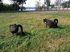 Apr 3 - Black swans grazing