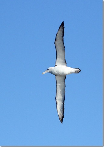 shy_albatross3 shy_albatross3