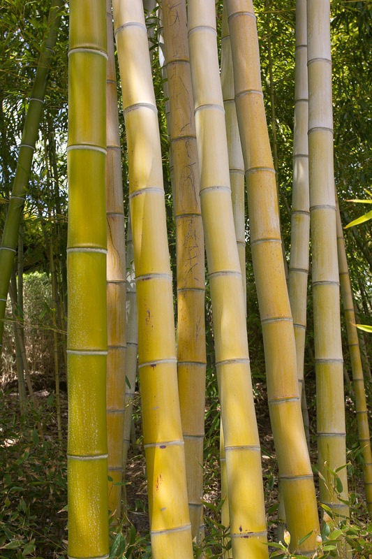 [120427_FoothillBG_Phyllostachys-vivax_12%255B4%255D.jpg]