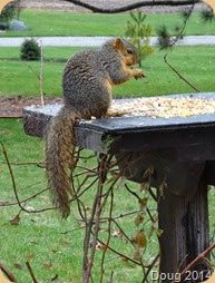 Squirrel on the feeder