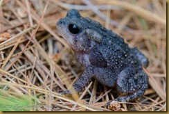 Fowlers Toad