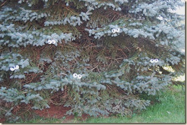 tree eyes craft tree eyes craft