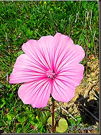 SAM_0233 SAM_0233