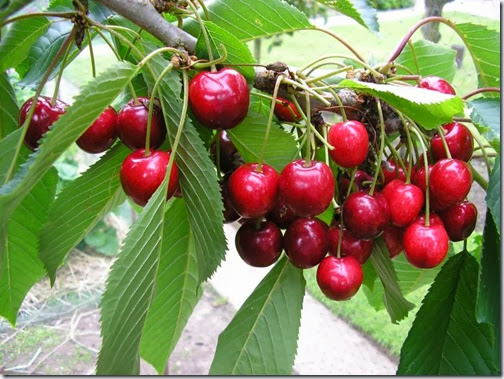 CherryLapins CherryLapins