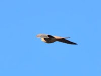 DSC_7783.jpg