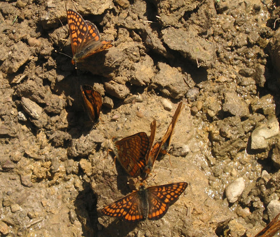 Euphydryas intermedia MÉNÉTRIÉS, 1859, mâles. Tigrovoy, 25 juin 2011. Photo : J. Michel