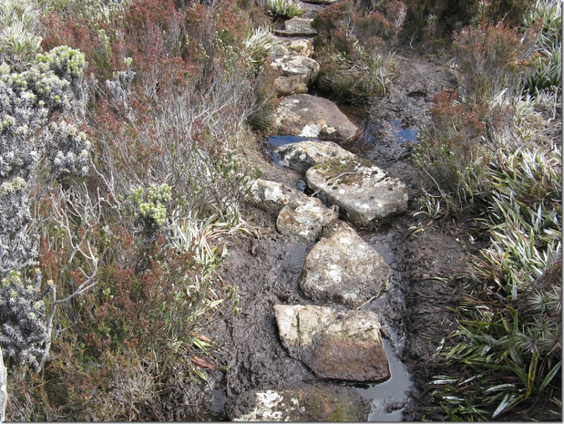 Rocks in wet area of old track near the southern junction with the new section