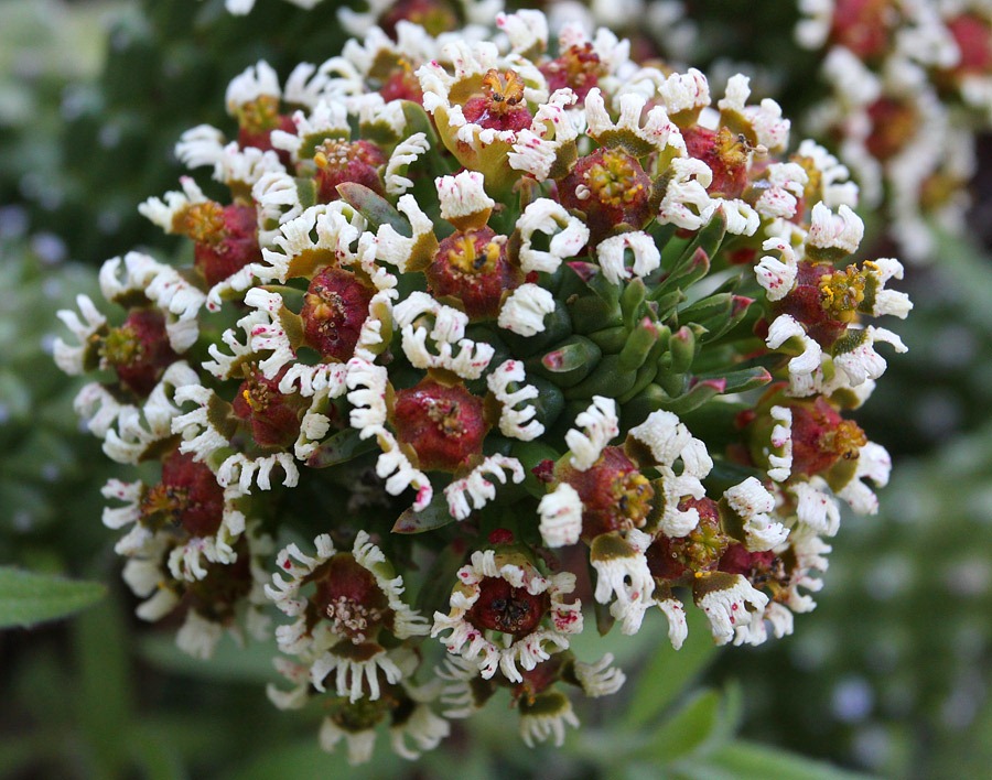 [120414_RBG_Euphorbia-caput-medusae_0%255B1%255D.jpg]
