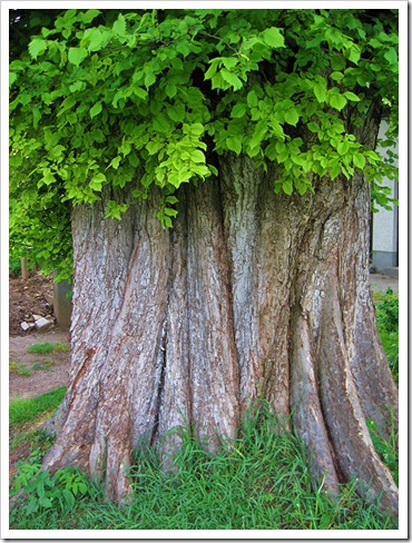070510_tree