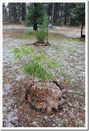 111124_Phyllostachys-bambusoides_01 111124_Phyllostachys-bambusoides_01