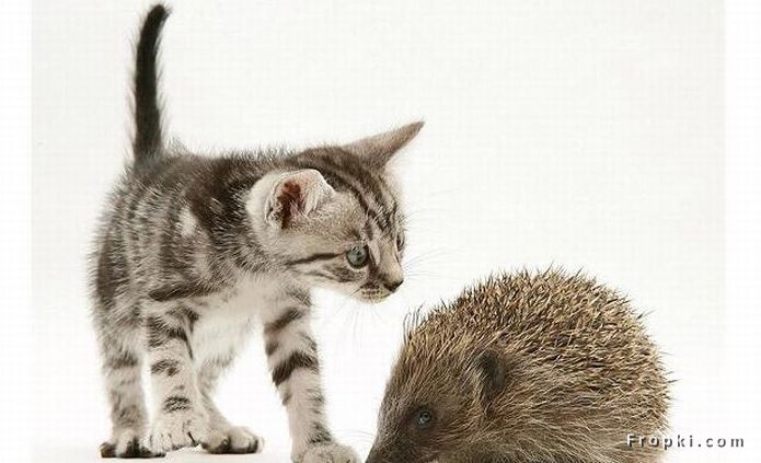 Unusual Friendships: Friendship is one mind in two bodies by Mencius