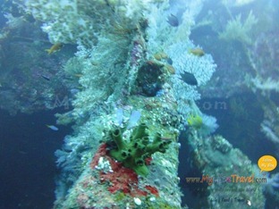Diving Amed Bali 37 Diving Amed Bali 37