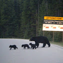 Black Bear