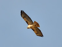 DSC_7548.jpg