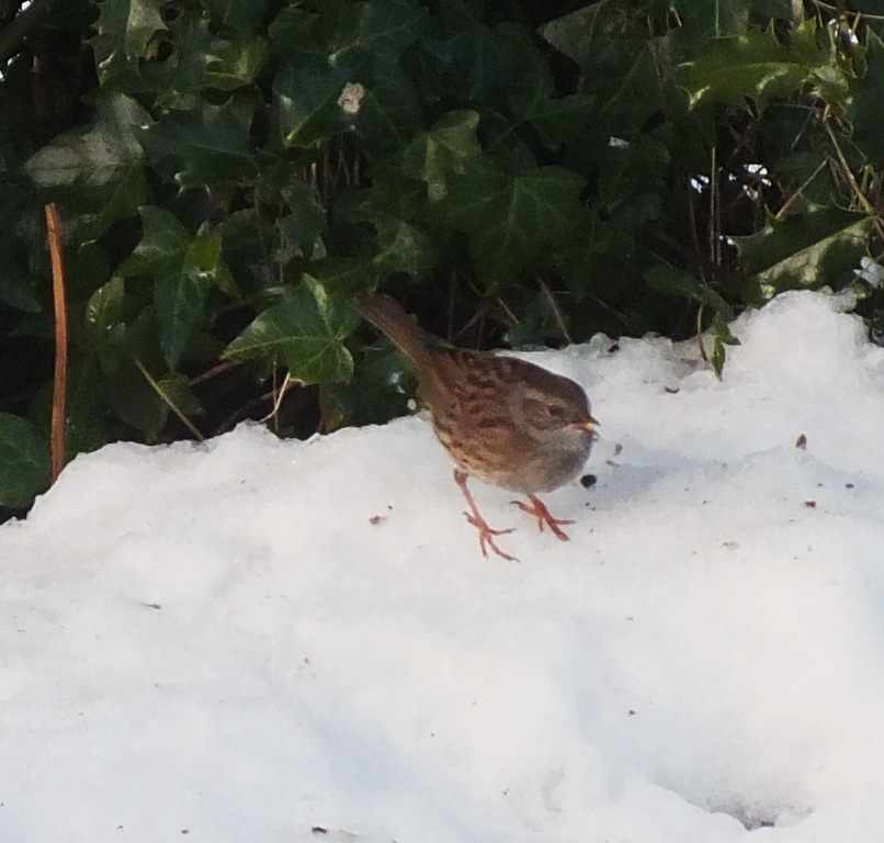 [dunnock%255B3%255D.jpg]