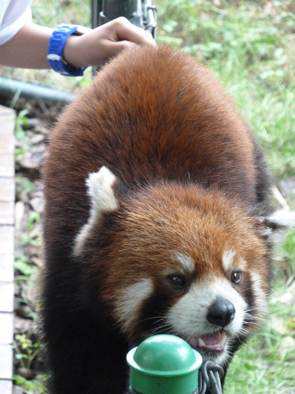 [China-Chengdu-Panda-July-2012-373.jpg]