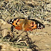 2013_03_02_painted_lady